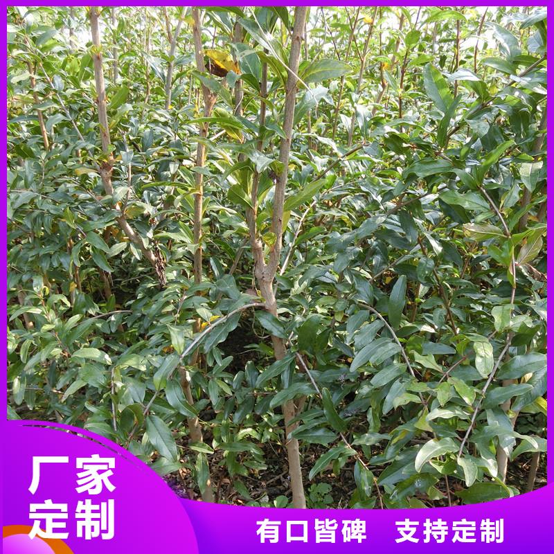 軟籽石榴樹苗規格