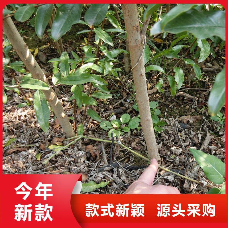 【石榴板栗苗用途廣泛】