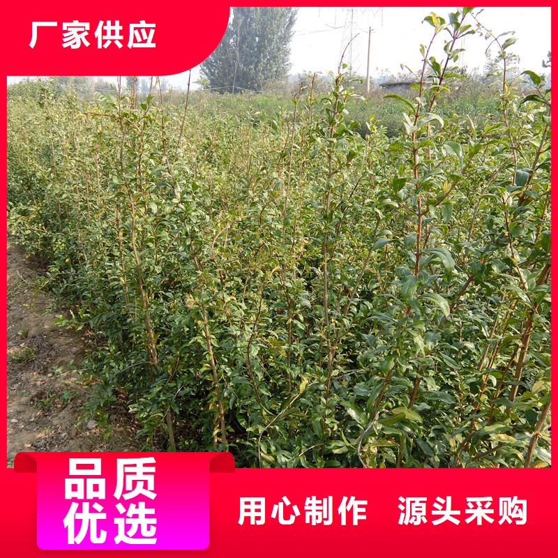石榴,櫻桃苗詳細(xì)參數(shù)