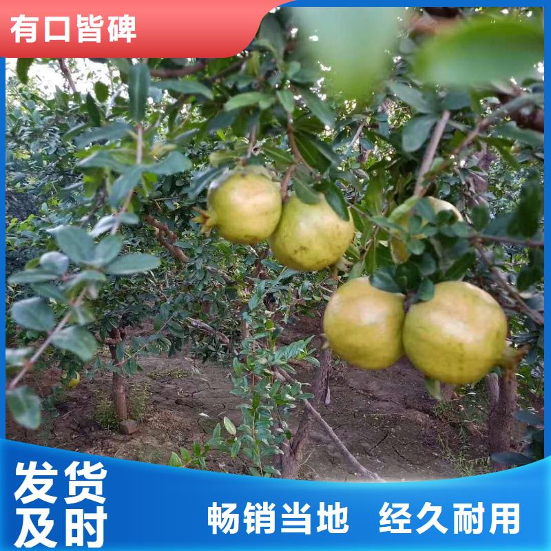 軟籽石榴樹苗種植管理技術