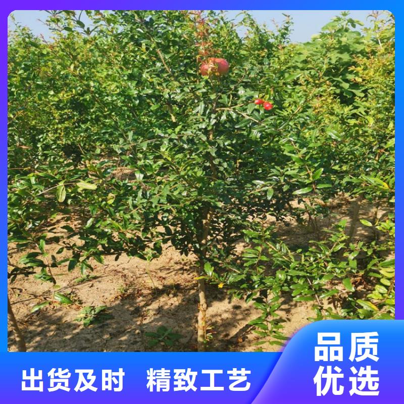 黑籽石榴樹苗多少錢一棵