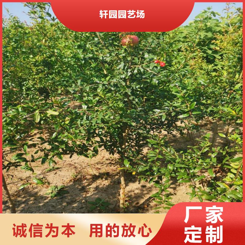 【石榴】桃樹苗貨品齊全