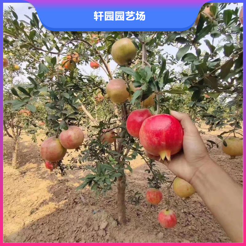 軟籽石榴樹苗當年結果樹