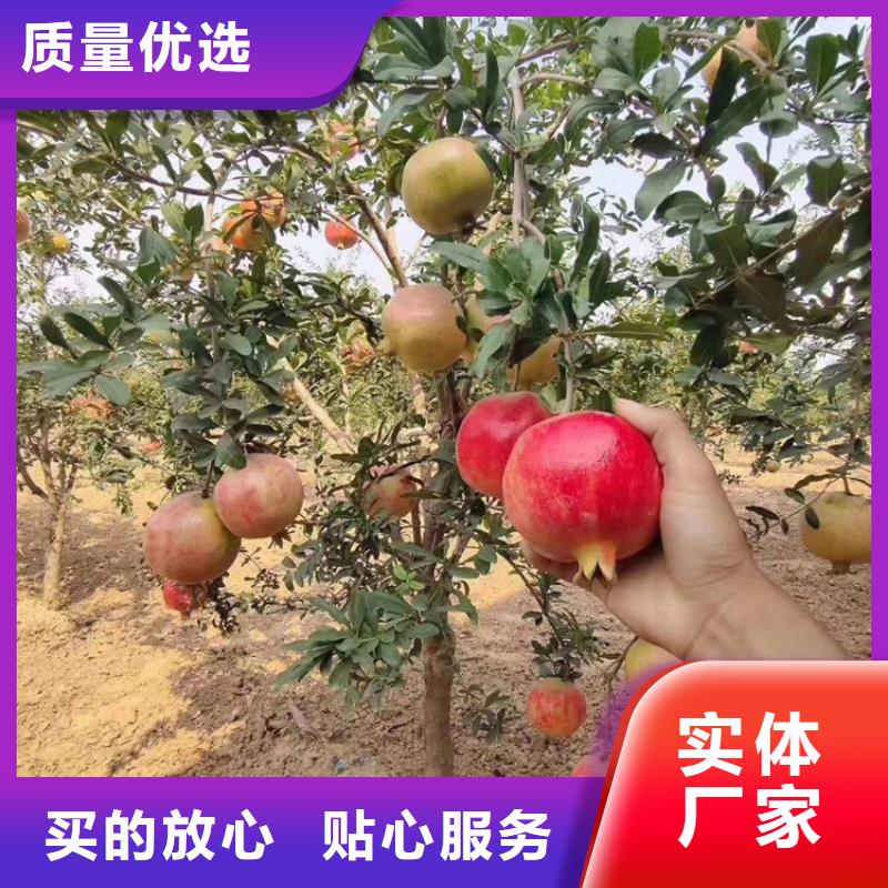 【 石榴石榴树厂家现货批发】|石榴树-轩园园艺场(丽江市分公司)