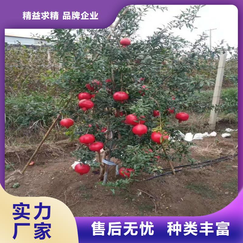甜籽石榴樹苗批發價格