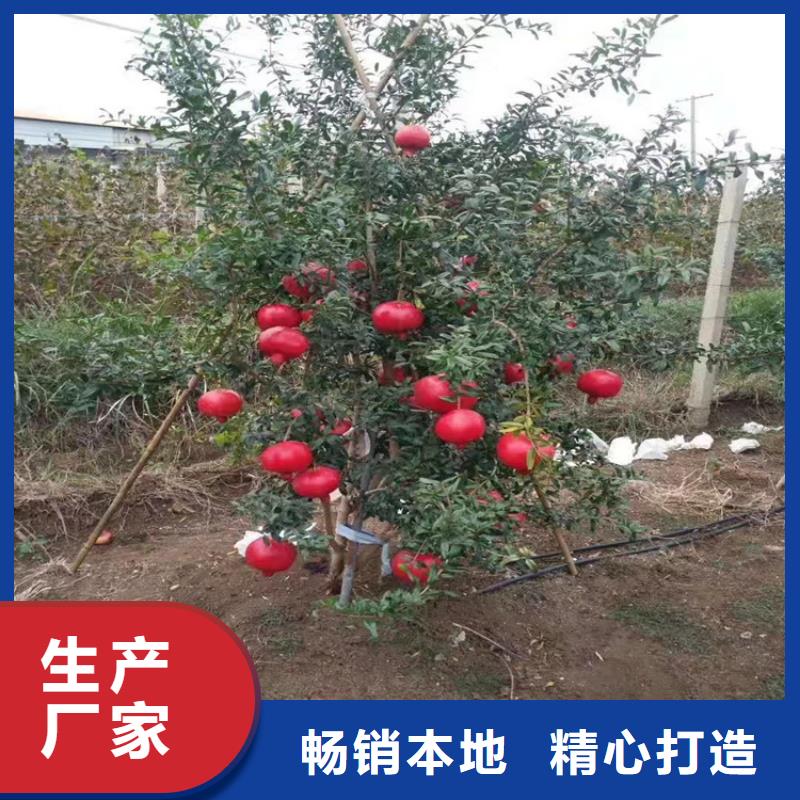 軟籽石榴樹苗歡迎咨詢