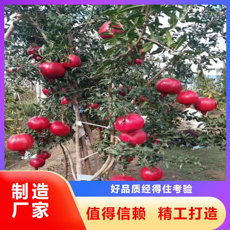石榴树视频-石榴树-江苏省淮安市清浦|涟水|南京|常州|徐州|无锡(周边)品牌