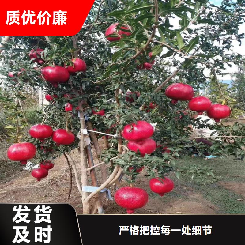 甜籽石榴樹苗經濟效益