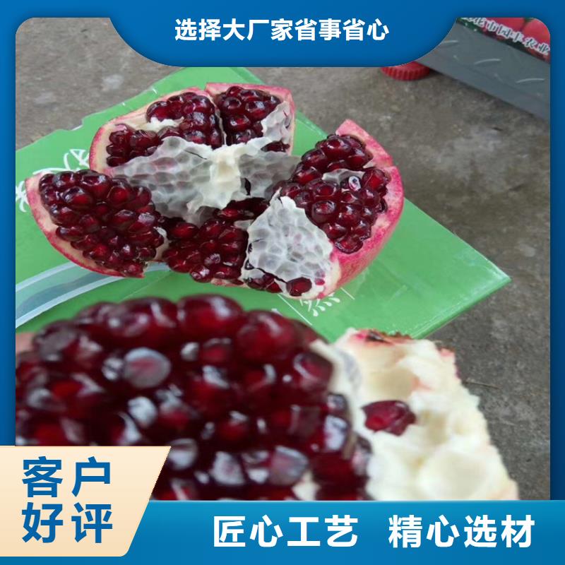 石榴蘋果苗現貨供應