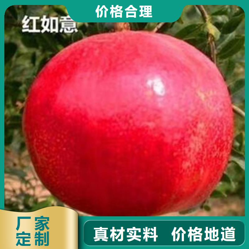 石榴树视频-石榴树_云南省丽江市市场覆盖永胜|华坪|临沧|德宏|玉溪|迪庆等