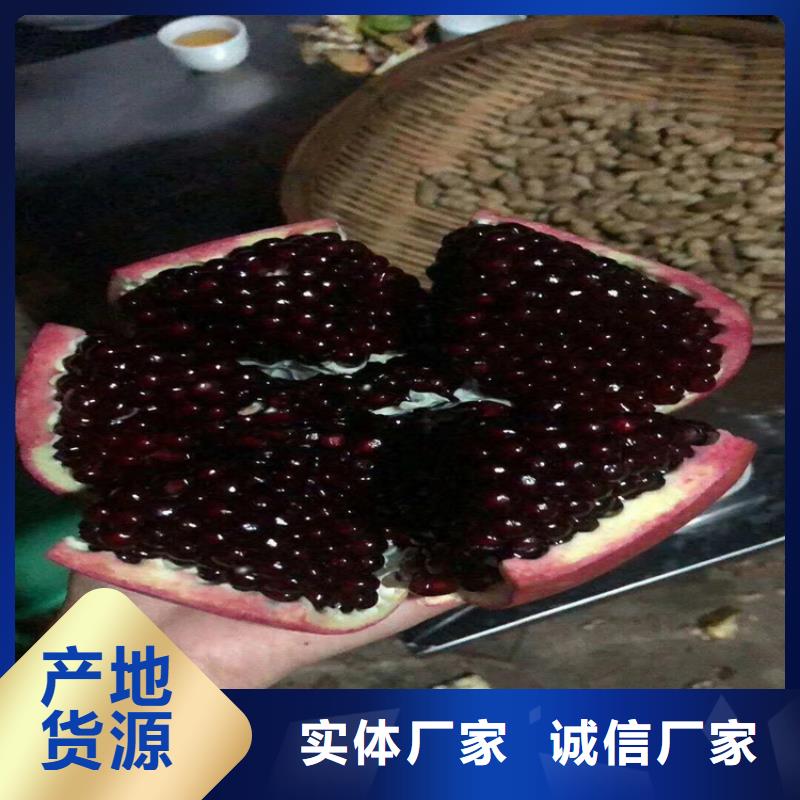 甜籽石榴苗種植管理技術(shù)