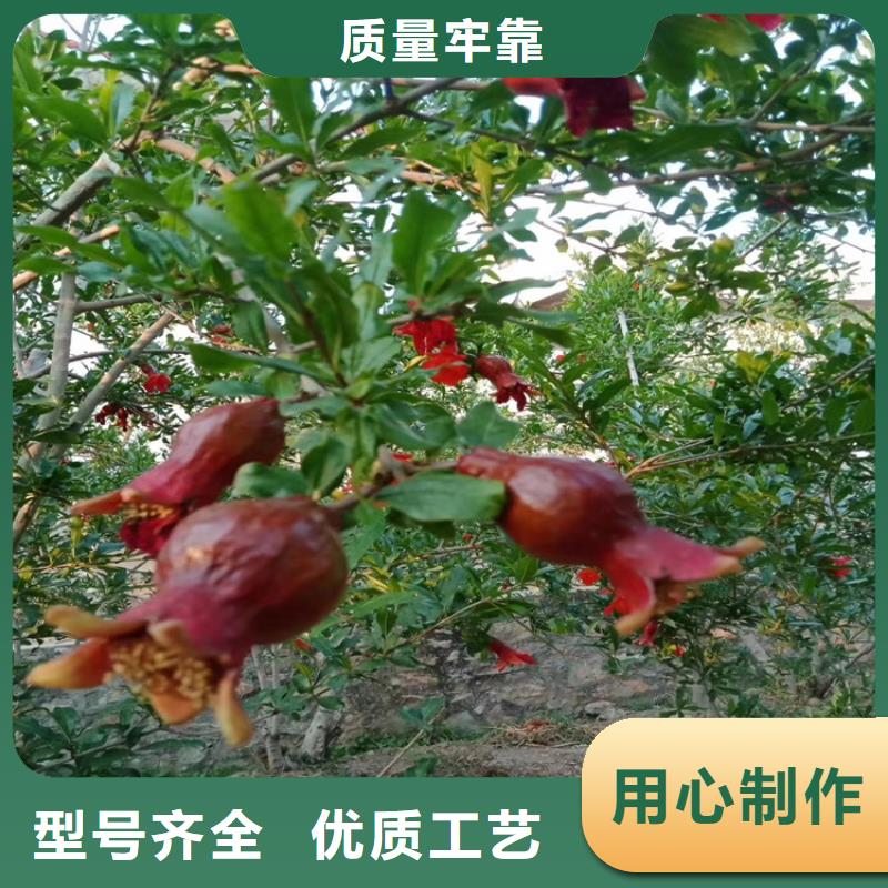 甜籽石榴樹苗種植技術(shù)