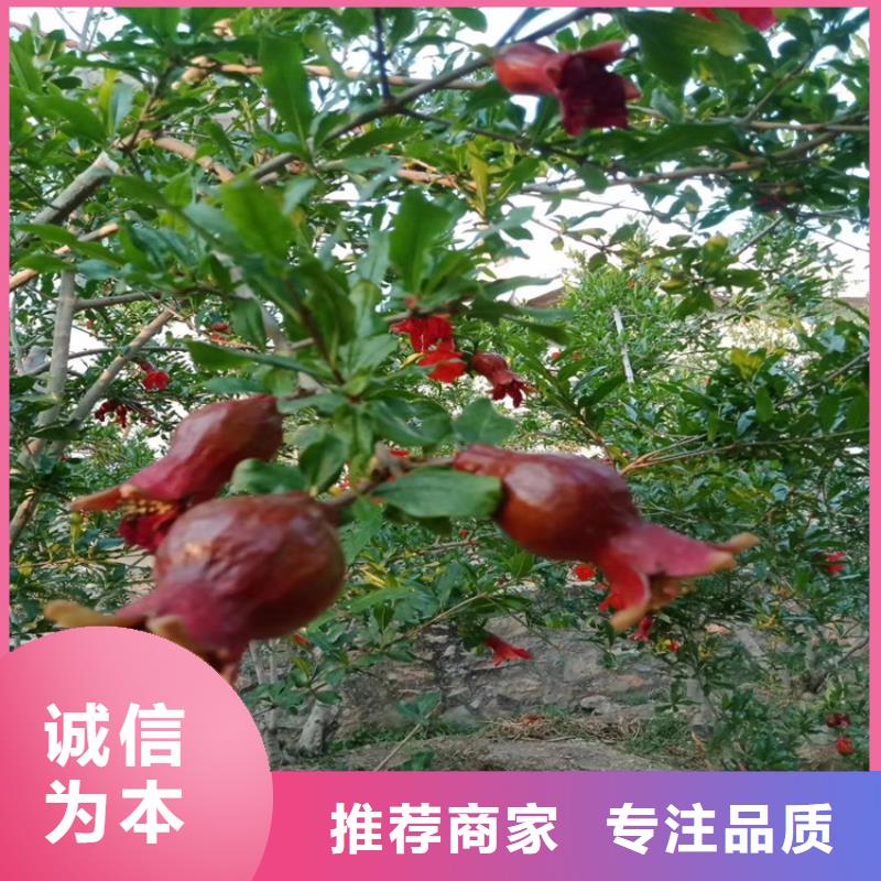 【石榴】桃樹苗貨品齊全