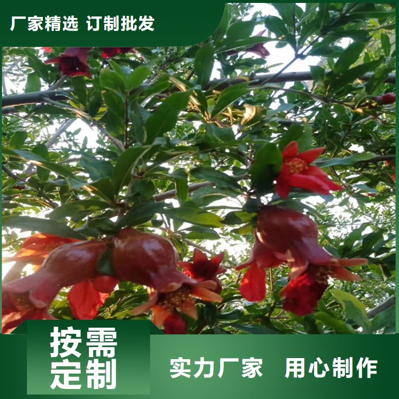 【石榴板栗苗用途廣泛】