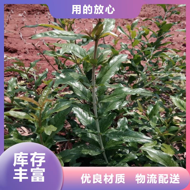 黑籽石榴樹苗量大從優(yōu)