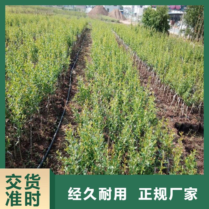 石榴树视频-石榴树-江苏省淮安市清浦|涟水|南京|常州|徐州|无锡(周边)品牌