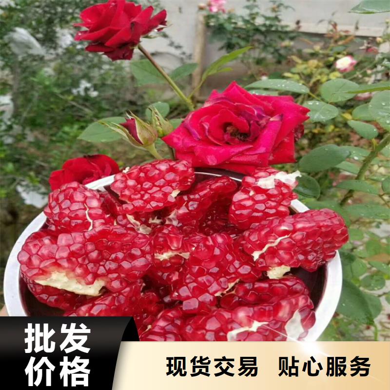 石榴树视频-石榴树-江苏省淮安市清浦|涟水|南京|常州|徐州|无锡(周边)品牌
