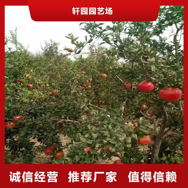 黑籽石榴樹苗量大從優(yōu)