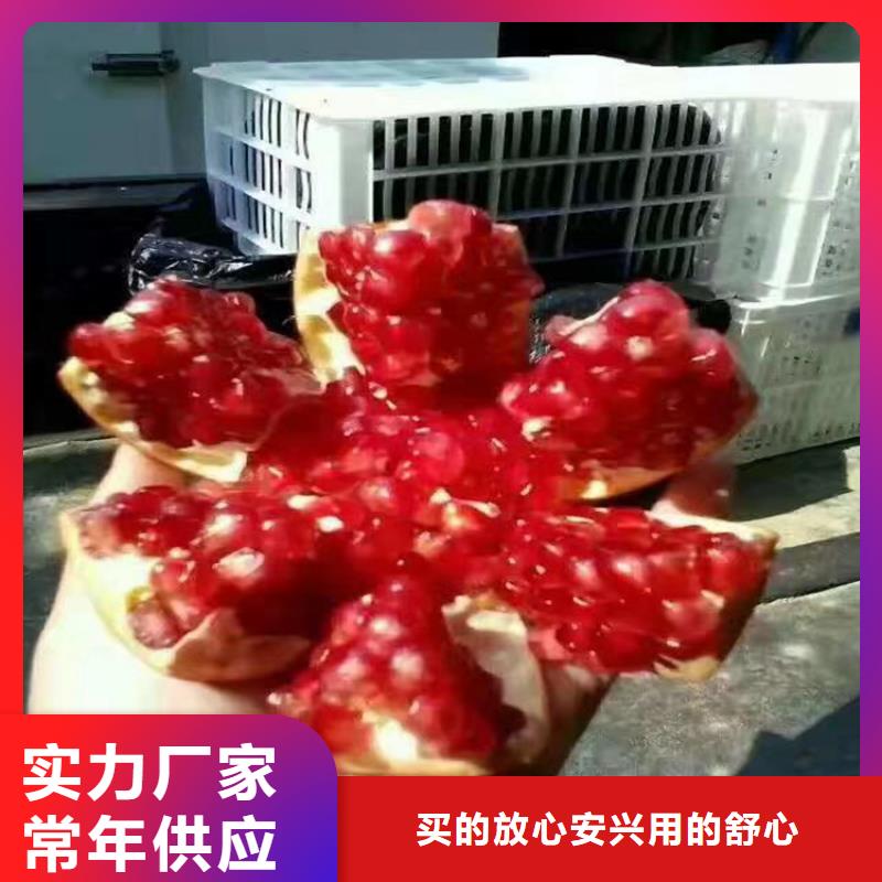 石榴,蘋果苗多種優勢放心選擇
