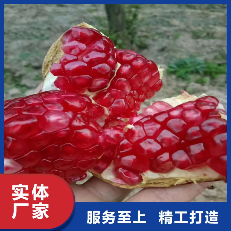 石榴树视频-石榴树_云南省丽江市市场覆盖永胜|华坪|临沧|德宏|玉溪|迪庆等