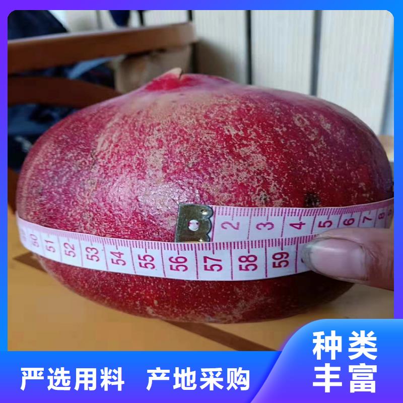 軟籽石榴苗全國發貨
