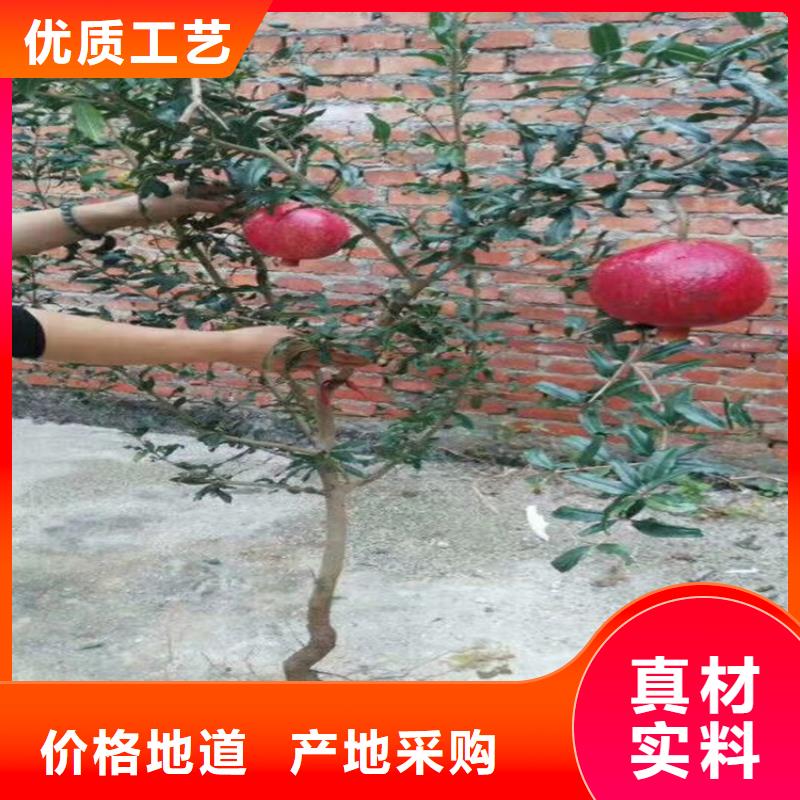 甜籽石榴苗種植管理技術(shù)