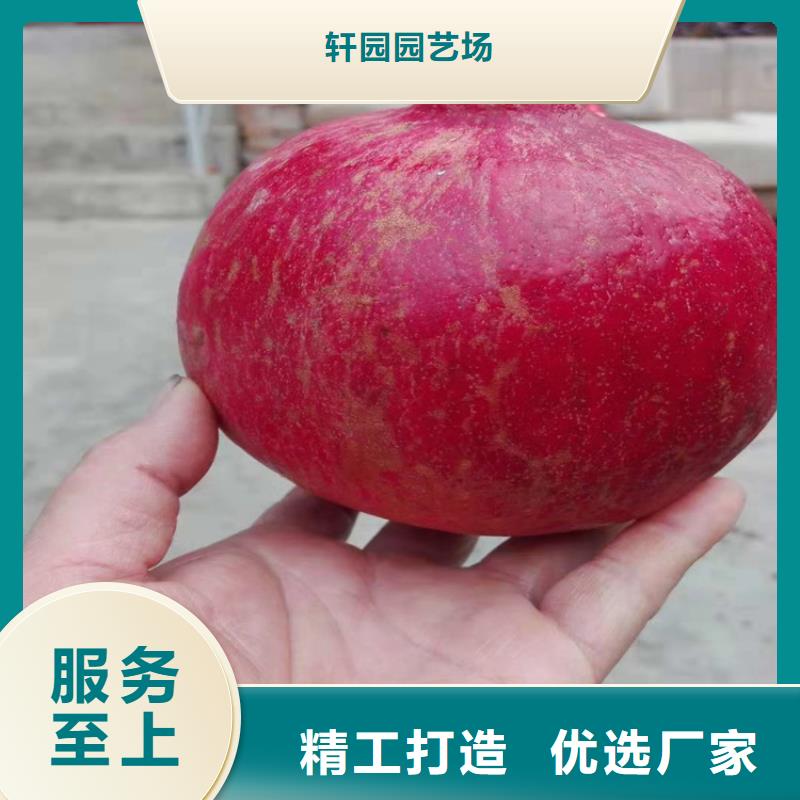 軟籽石榴樹苗規格