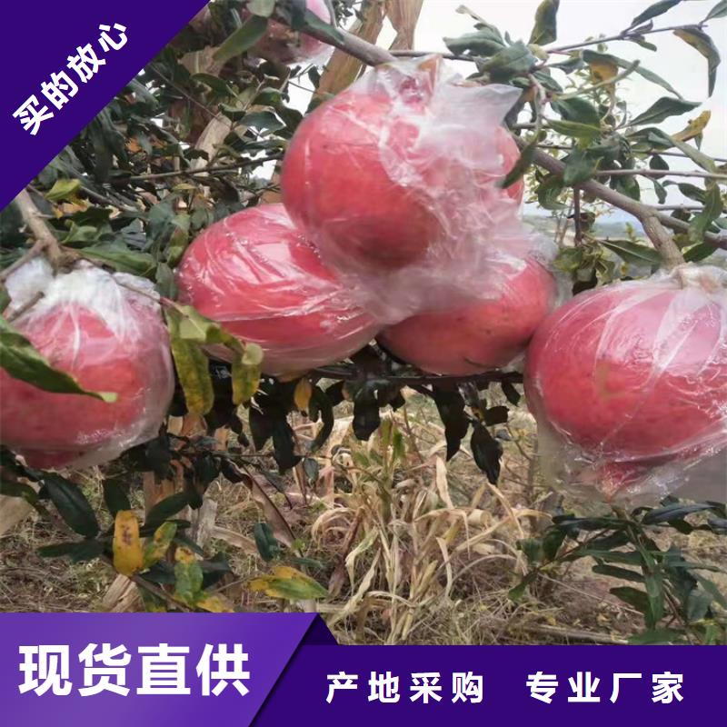 黑籽石榴苗量多優(yōu)惠