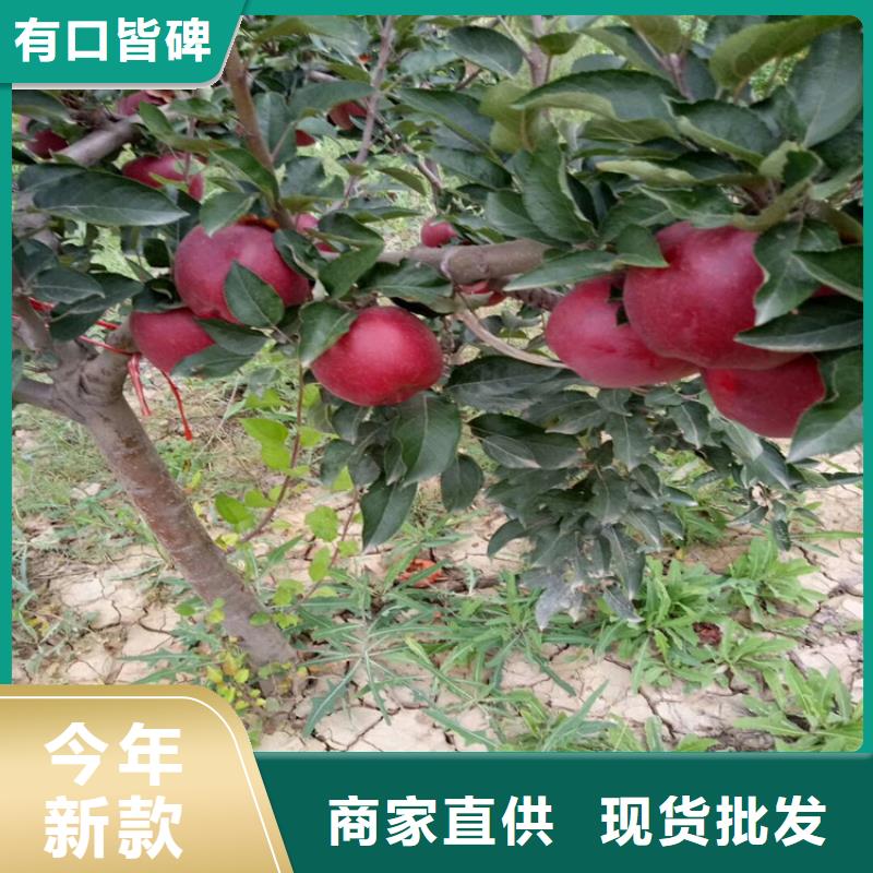黑籽石榴苗成活率高