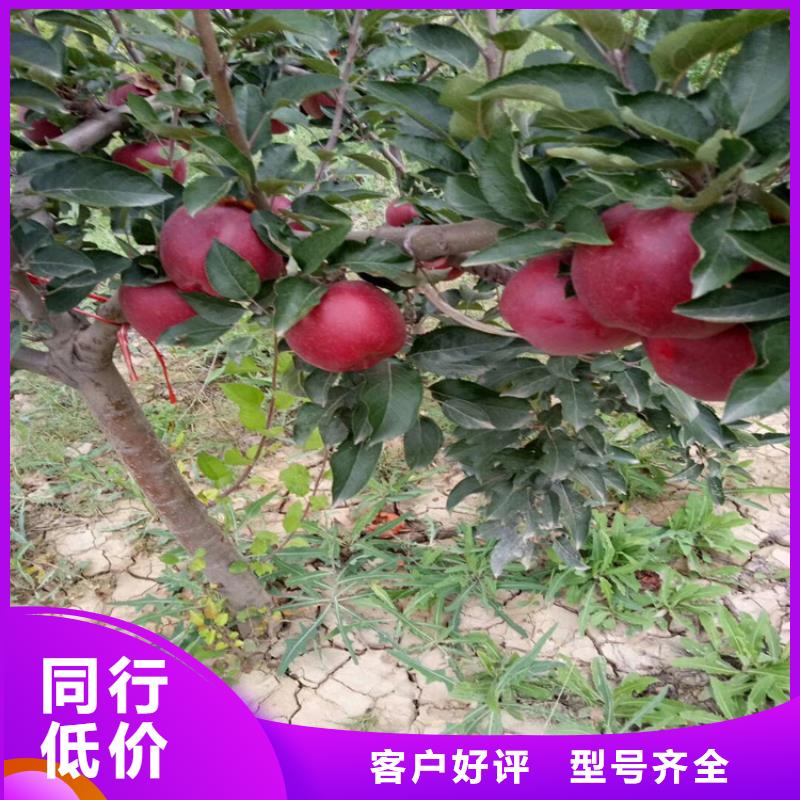 石榴苗根系發達