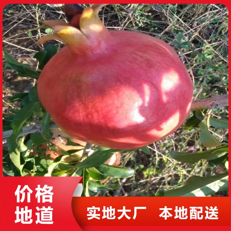 軟籽石榴樹苗歡迎咨詢
