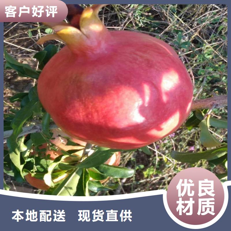 石榴蘋果苗實力大廠家