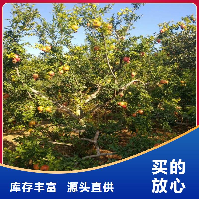 【 石榴石榴树厂家现货批发】|石榴树-轩园园艺场(丽江市分公司)