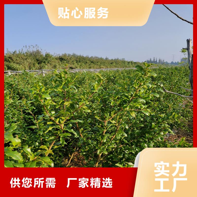 石榴,櫻桃苗詳細(xì)參數(shù)