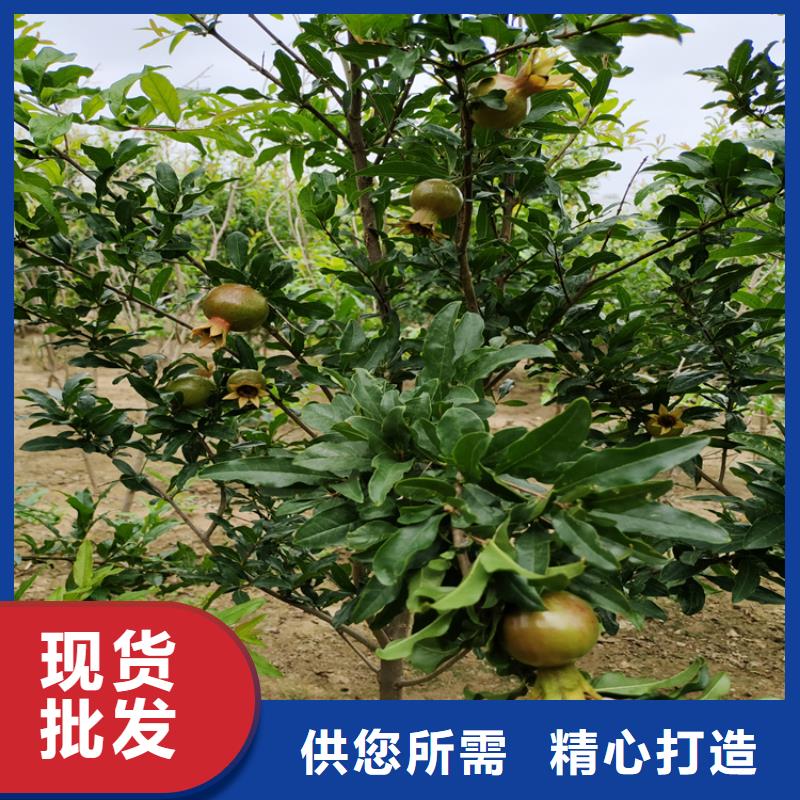 軟籽石榴樹苗規格