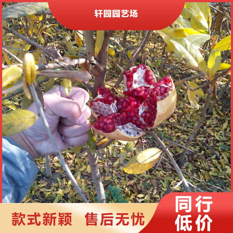 石榴树视频-石榴树-江苏省淮安市清浦|涟水|南京|常州|徐州|无锡(周边)品牌