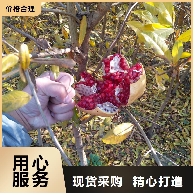 軟籽石榴樹苗當年結果樹