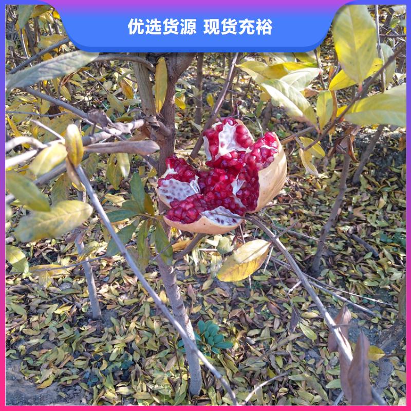 石榴蘋果苗現貨供應