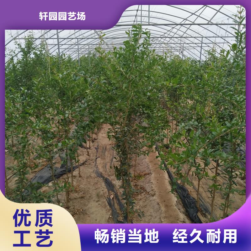 【石榴】桃樹苗貨品齊全