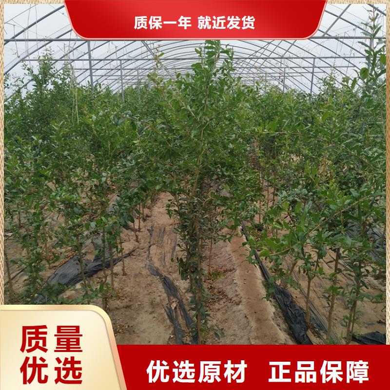 【石榴板栗苗用途廣泛】