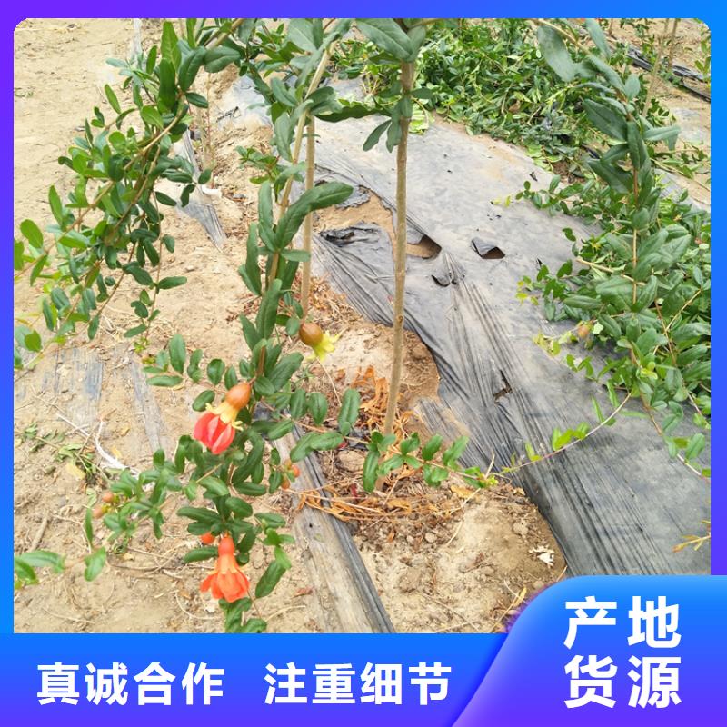 石榴猕猴桃苗优选厂商