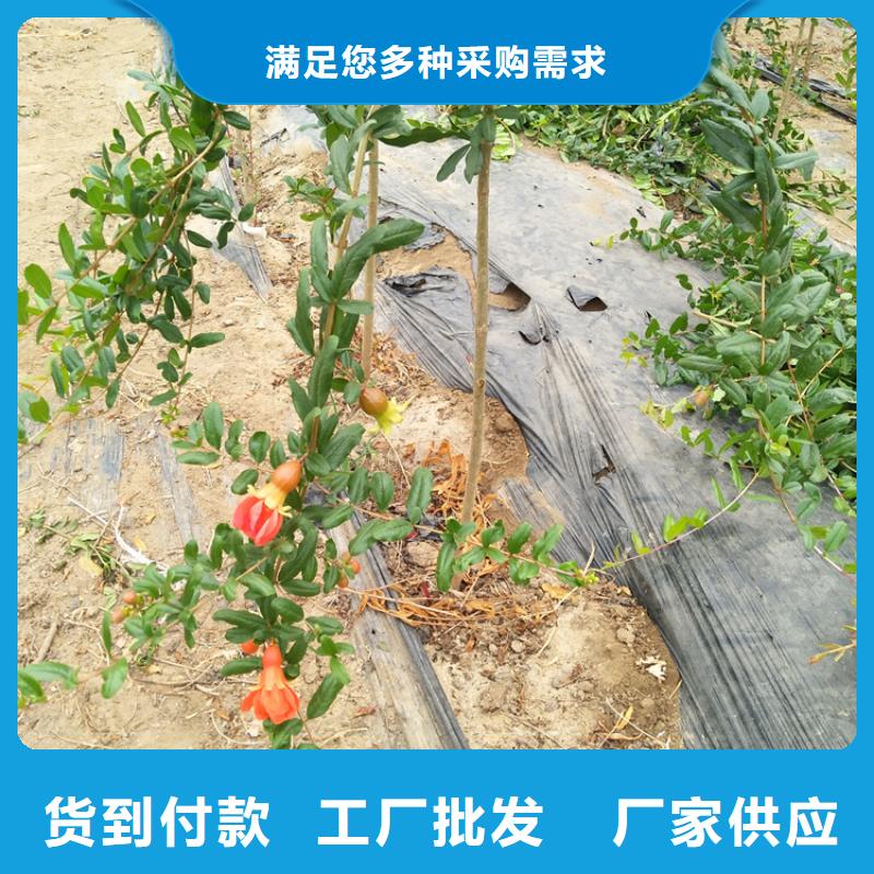黑籽石榴苗成活率高