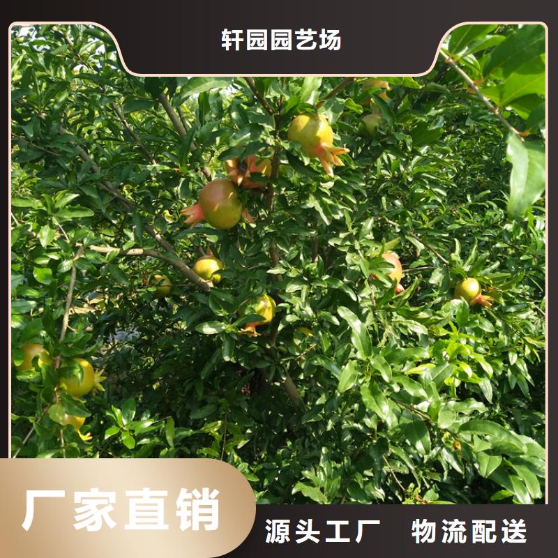 黑籽石榴樹苗多少錢一棵