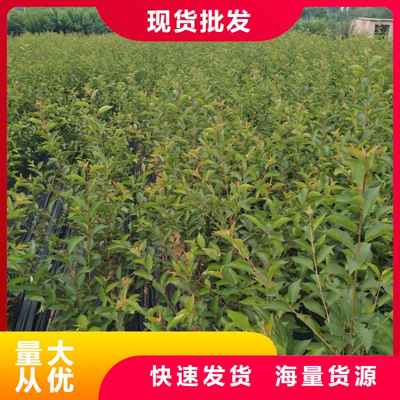 石榴【草莓苗】精選貨源