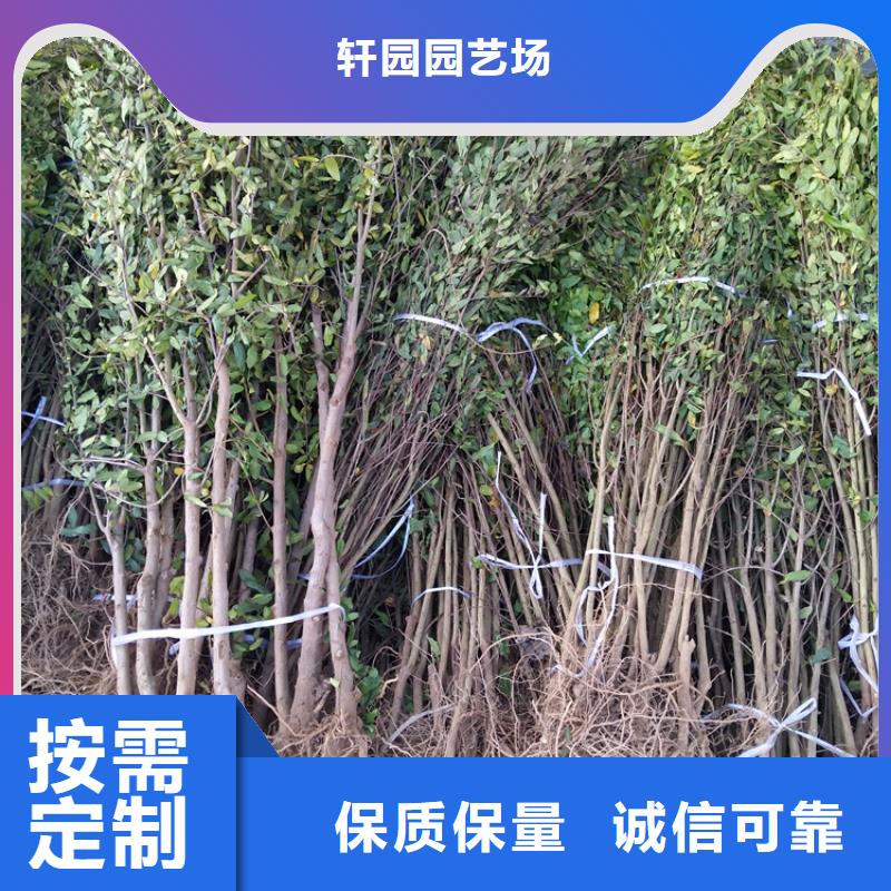 石榴,蘋果苗多種優勢放心選擇