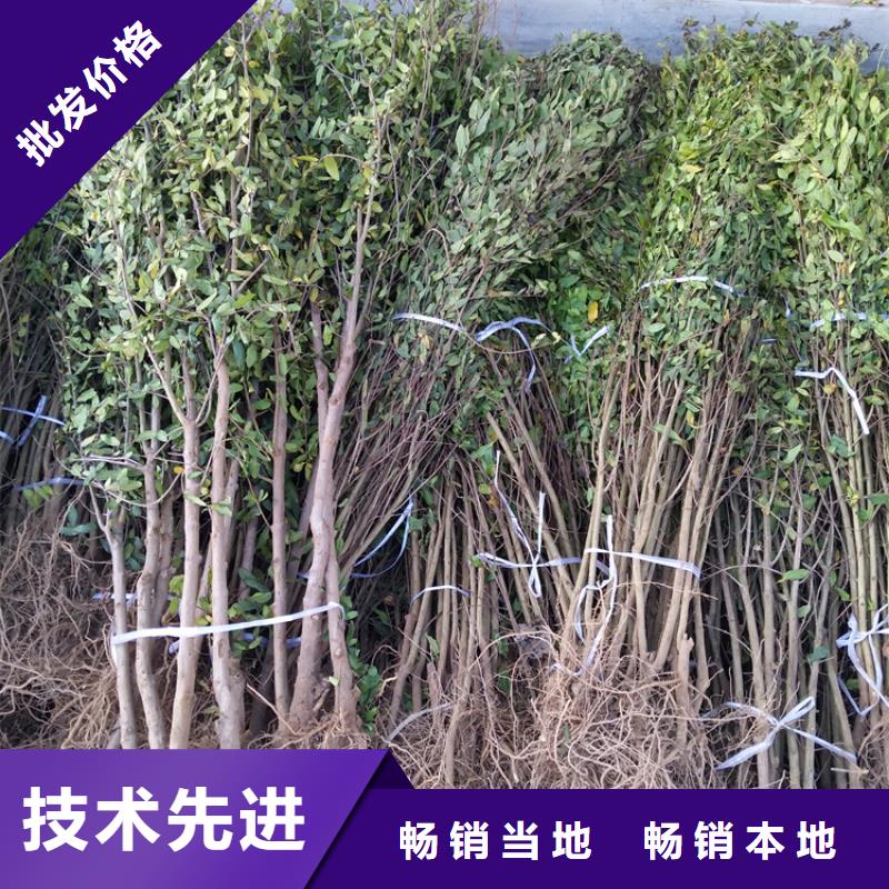 甜籽石榴树苗适合种植地区