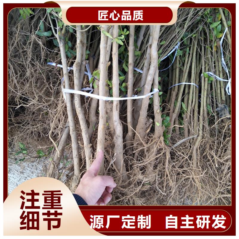 【 石榴石榴树厂家现货批发】|石榴树-轩园园艺场(丽江市分公司)