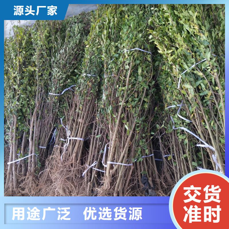 石榴【草莓苗】精選貨源