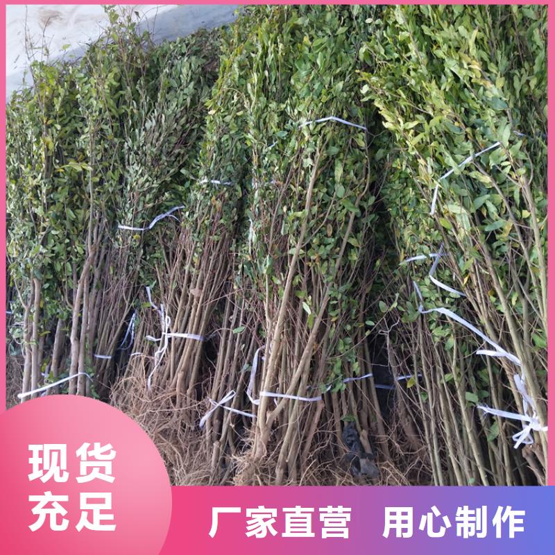 石榴猕猴桃苗优选厂商