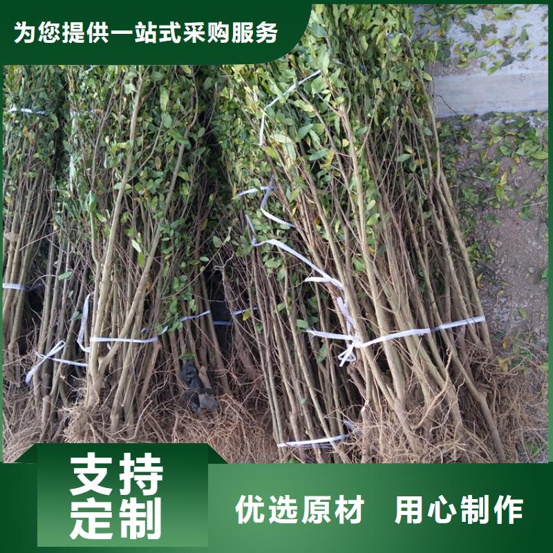 軟籽石榴樹苗規格